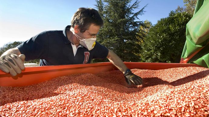 L’argument de la semence certifiée qui va coûter 3 à 4 € de moins à l’hectare semble le plus percutant, selon un responsable semences d’une coopérative présent lors de la réunion céréales à paille des régions Nord et Est organisée par le Gnis début mai. © J.-M. NOSSANT